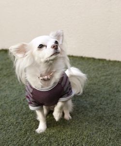 成犬